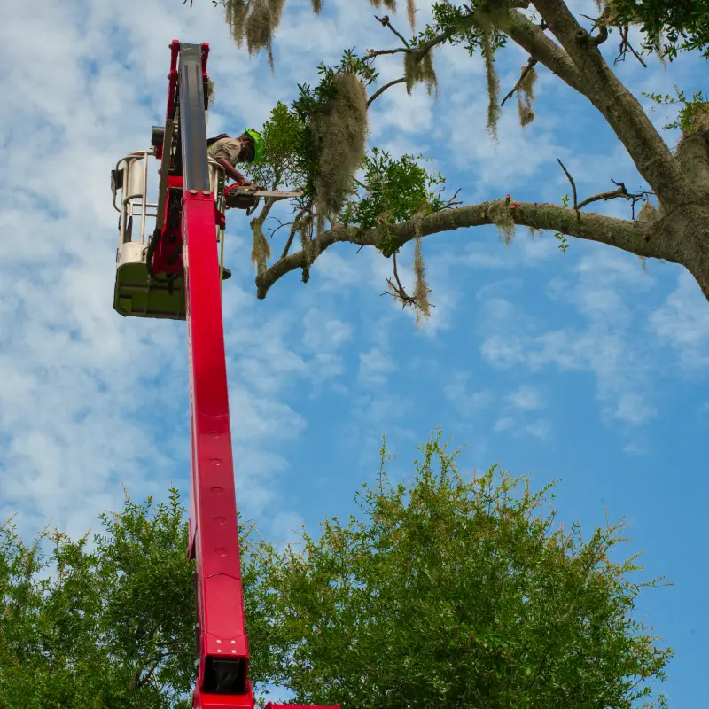 tree-trimming
