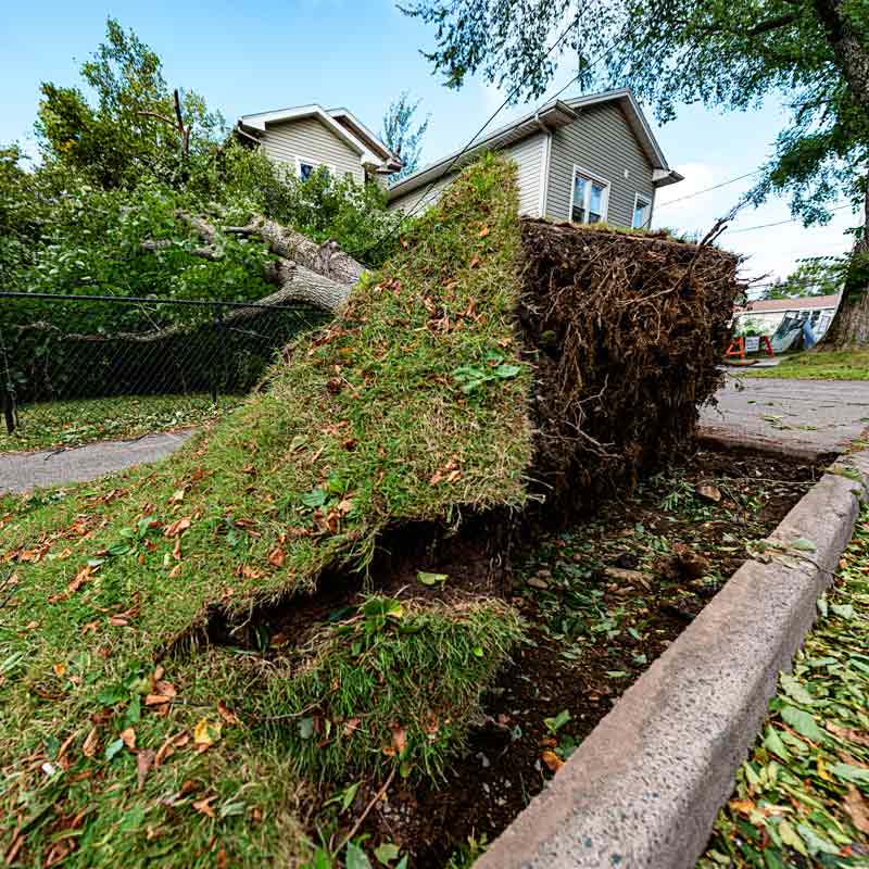 yard-debris-removal